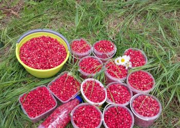 “БЫЕЛ ҖИЛӘК ТӘМЛЕРӘК”