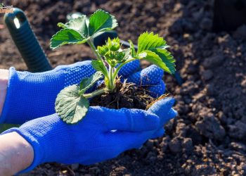 БАКЧА ҖИЛӘГЕН КАЙЧАН УТЫРТЫРГА?