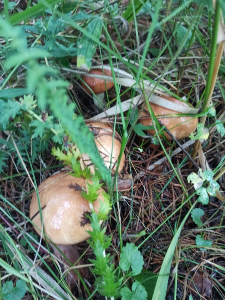 ГӨМБӘ АГУЛЫ БУЛМАСЫН