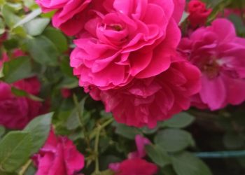 РОЗАНЫ НИЧЕК ҮРЧЕТЕРГӘ?