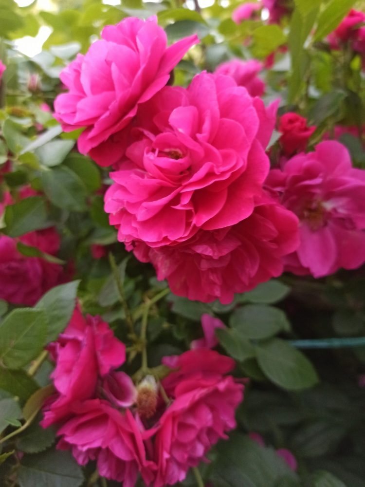 РОЗАНЫ НИЧЕК ҮРЧЕТЕРГӘ?