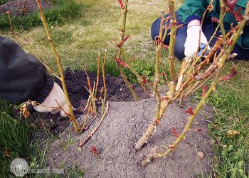 РОЗАЛАРНЫ НИЧЕК КИСӘРГӘ?