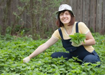 КЫЧЫТКАН ТАМЫРЫ ФАЙДАСЫ