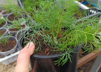 УКРОП ӨЙДӘ ДӘ ҮСӘ