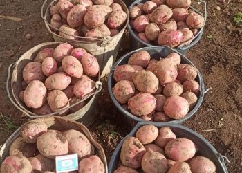 ИКЕНЧЕ УҢЫШ