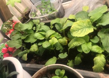 ТӘРӘЗӘ ТӨБЕ БАКЧАСЫ