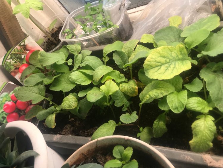 ТӘРӘЗӘ ТӨБЕ БАКЧАСЫ