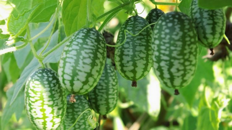 АФРИКА КЫЯРЫ