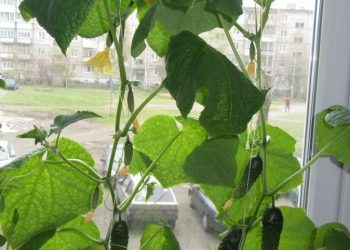 ТӘРӘЗӘ ТӨБЕНДӘ НИНДИ КЫЯР ҮСТЕРЕРГӘ?