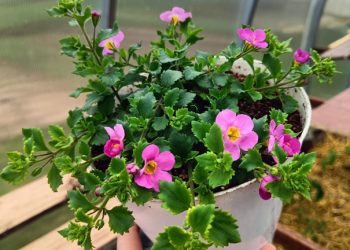 БАКОПА ӨЙДӘ КЫШЛЫЙ