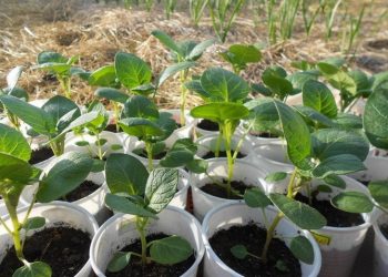 БӘРӘҢГЕ ОРЛЫКТАН ҮСӘ