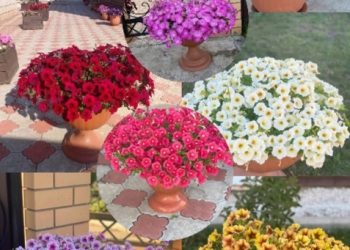 “ПЕТУНИЯ ОРЛЫГЫ, ГАДӘТТӘ, 4-7 КӨНДӘ ТИШЕЛЕП ЧЫГА”