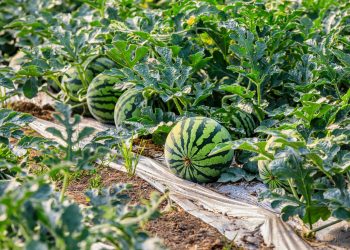 “7 ГЕКТАР ҖИРДӘ КАРБЫЗ, КАВЫН ҮСТЕРӘБЕЗ”