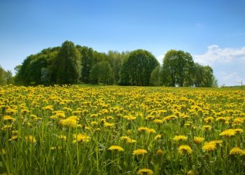 “ТУЗГАНАК ЧӘЧӘКЛӘРЕН СУЫРЫП ЙӨРҮ, ӘРЕМНЕ ИПИ БЕЛӘН АШАУ ФАЙДАЛЫ”
