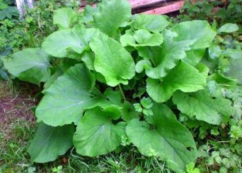 ӘРЕКМӘН СОГЫ