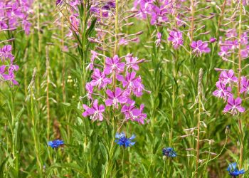 КЫРЛЫГАН ҖЫЯБЫЗ