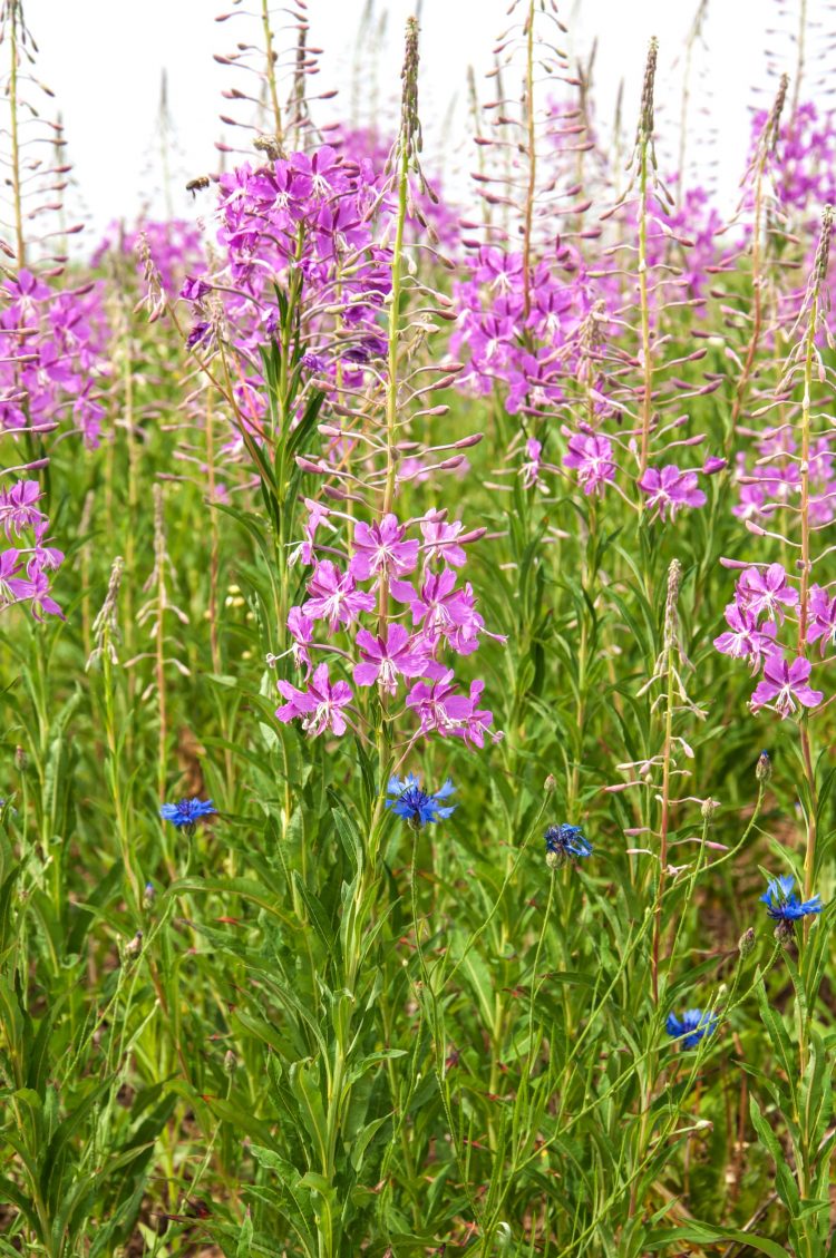 КЫРЛЫГАН ҖЫЯБЫЗ