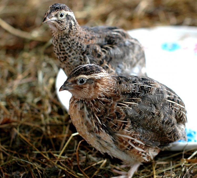 “БАЛА ТӘРБИЯЛӘГӘН КЕБЕК КАРАРГА КИРӘК”