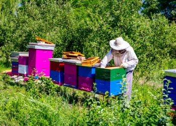 “ЧЫН БАЛ БАЛЛЫ БУЛА”