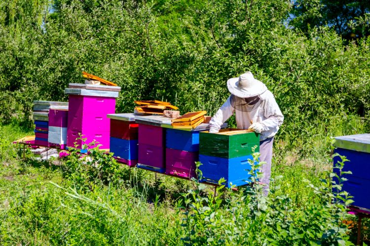 “ЧЫН БАЛ БАЛЛЫ БУЛА”