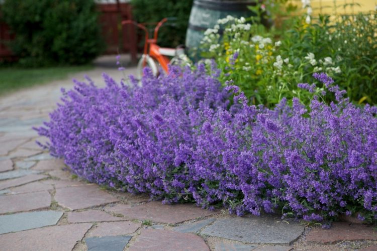 ШӘМӘХӘ ЧӘЧӘКЛЕК