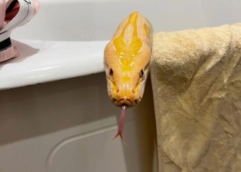 “ЕЛАННАР ҖЫЛЫНЫ ЯРАТА”