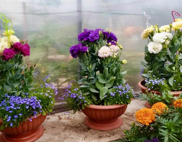 ЭУСТОМАЛАРНЫ НИЧЕК ҮСТЕРЕРГӘ?