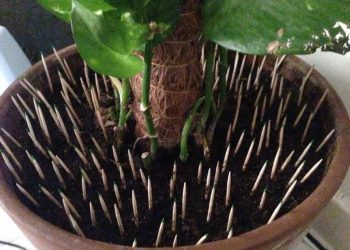 ПЕСИ НИК ГӨЛЛӘРГӘ ТИЯ?