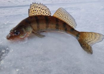 “СЫЛА, ШЫРТЛАКАНЫ ӨЙГӘ АЛЫП КАЙТАБЫЗ”