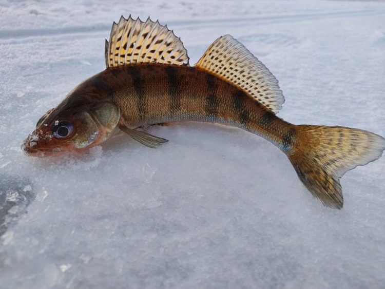 “СЫЛА, ШЫРТЛАКАНЫ ӨЙГӘ АЛЫП КАЙТАБЫЗ”
