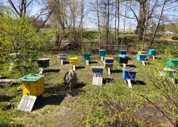 “БАЛ КОРТЛАРЫ ЯХШЫ КЫШЛАГАН”