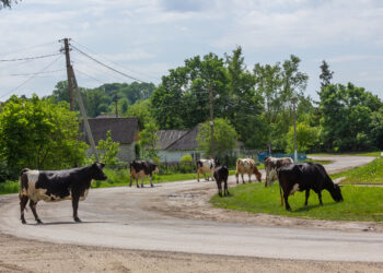“ХӘЗЕР ЯХШЫ КӨТҮЧЕ ТАБУ — ЗУР БӘХЕТ УЛ”