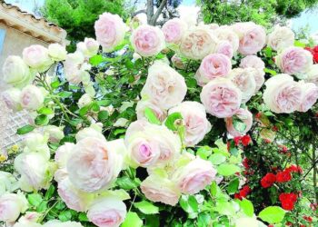 ИҢ ТАЛЫМСЫЗ РОЗАЛАР