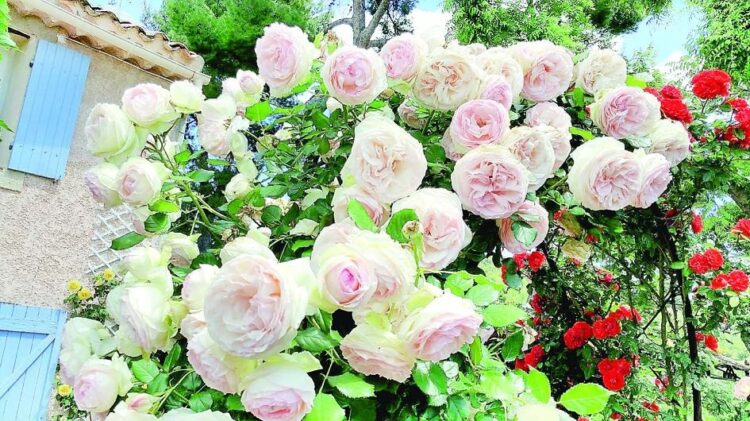 ИҢ ТАЛЫМСЫЗ РОЗАЛАР