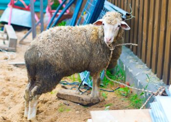 НӘЗЕР КОРБАНЫН НИЧЕК ЧАЛЫРГА?