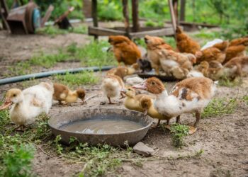 “ТЫНЫЧЛАП КОШ-КОРТ ҮСТЕРЕП БУЛМЫЙ”