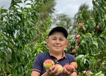 “БӘРӘҢГЕ БАКЧАСЫННАН ҖИЛӘК-ҖИМЕШ ПЛАНТАЦИЯСЕ ЯСАДЫМ”