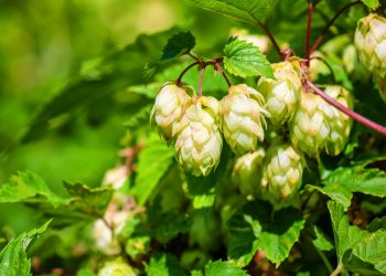 КОЛМАК ЧҮПРӘСЕ ФАЙДАСЫ